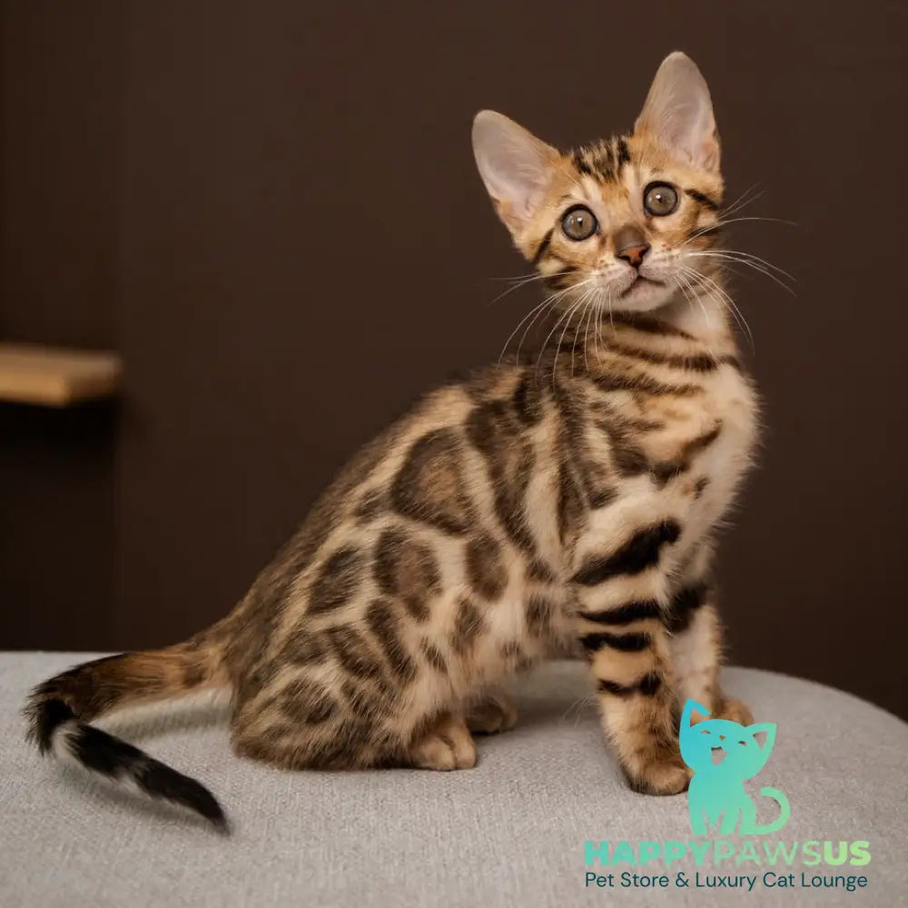 Ollie Bengal female black spotted tabby - live animals
