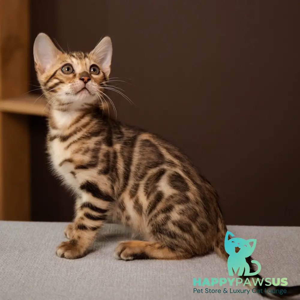 Ollie Bengal female black spotted tabby - live animals