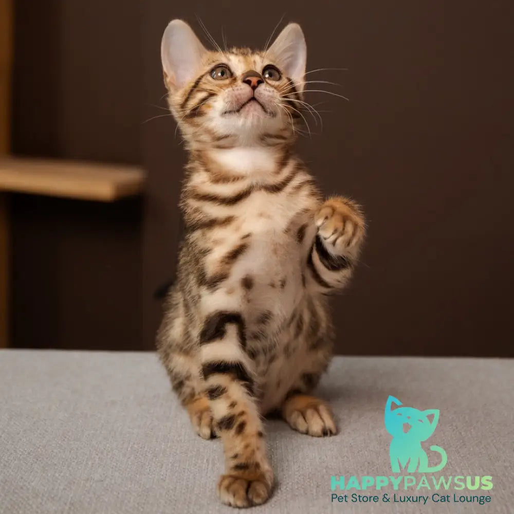 Ollie Bengal female black spotted tabby - live animals