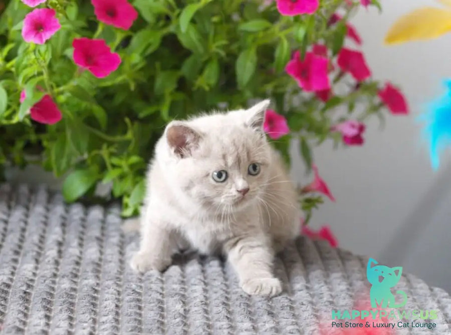 Ollie British Shorthair male lilac - live animals
