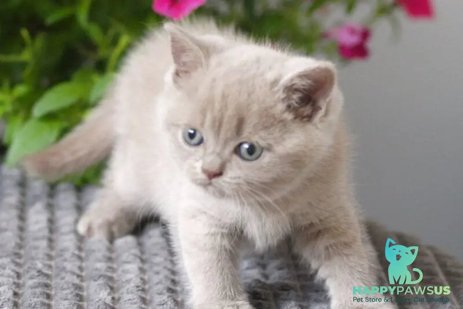 Ollie British Shorthair male lilac - live animals
