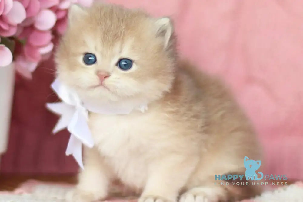 Olly British Longhair female blue golden shaded live animals