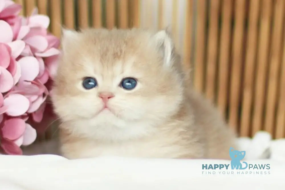 Olly British Longhair female blue golden shaded live animals