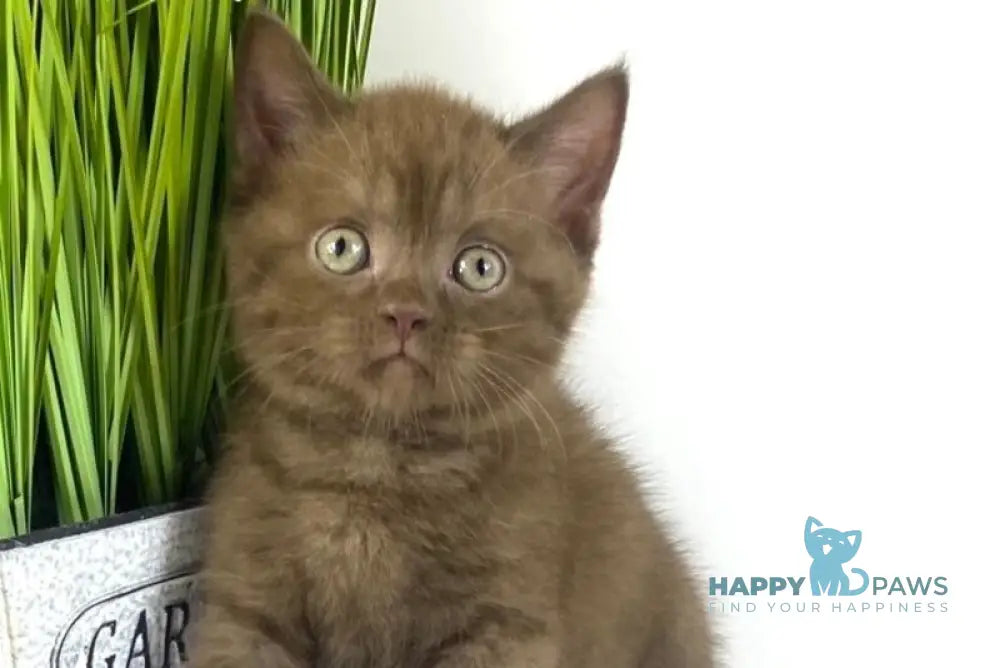 Olly British Longhair male chocolate live animals