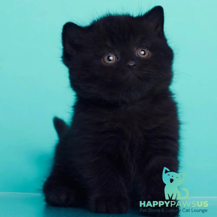 Olly British Shorthair female black - live animals