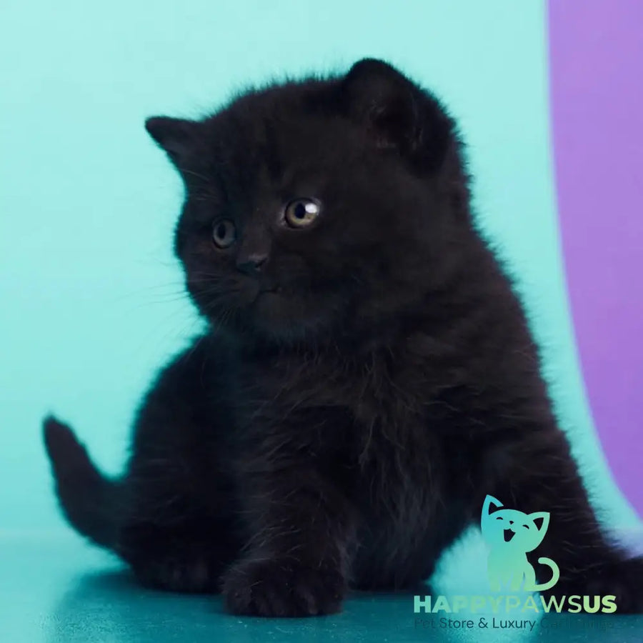 Olly British Shorthair female black - live animals