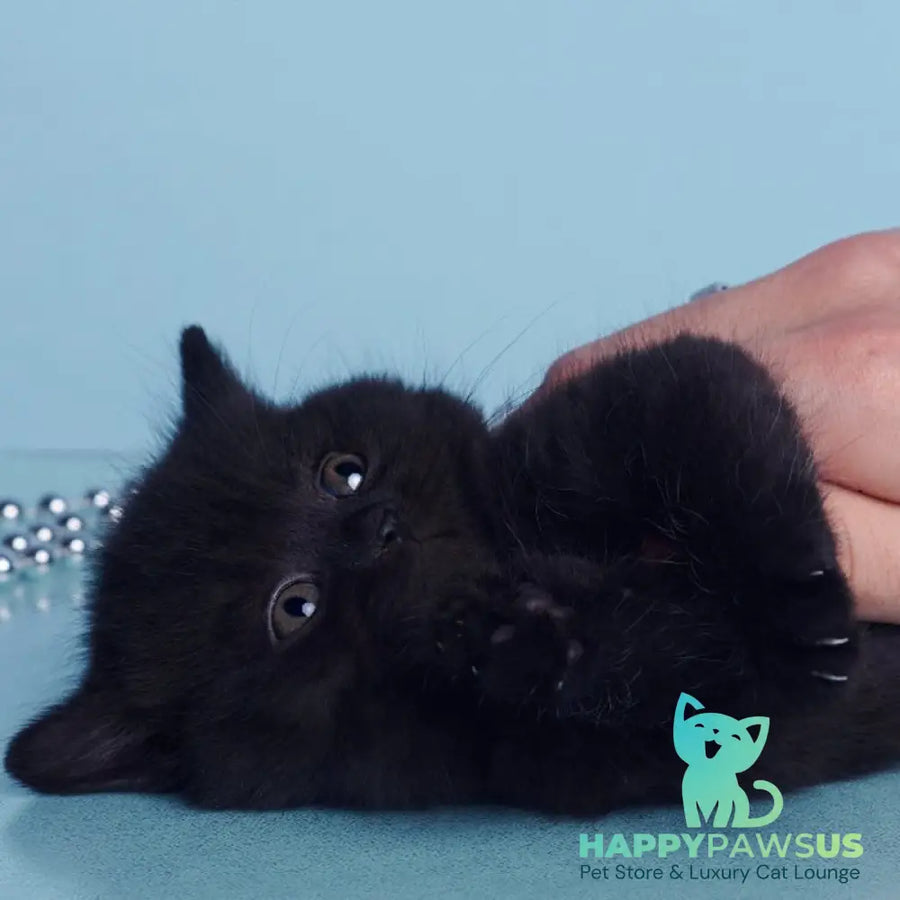 Olly British Shorthair female black - live animals