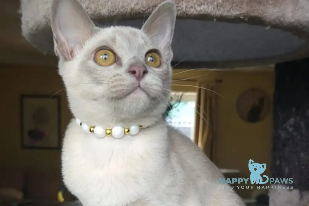 Olly Burmese male lilac live animals
