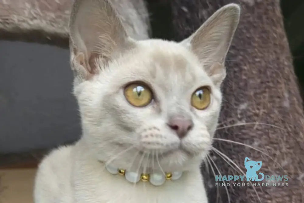 Olly Burmese male lilac live animals