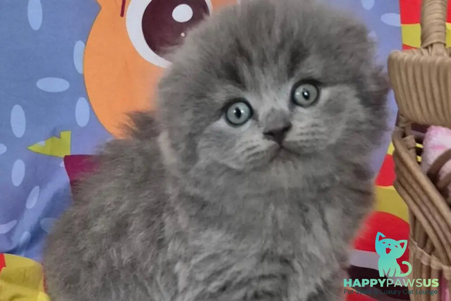 Olly Scottish Fold female blue - live animals