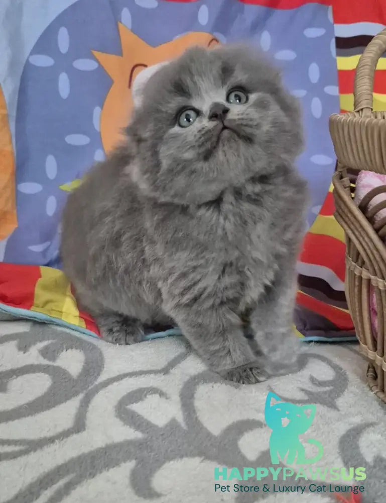 Olly Scottish Fold female blue - live animals