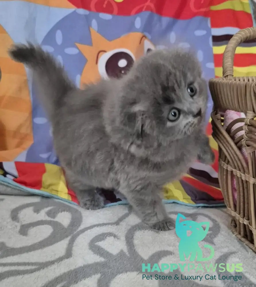 Olly Scottish Fold female blue - live animals