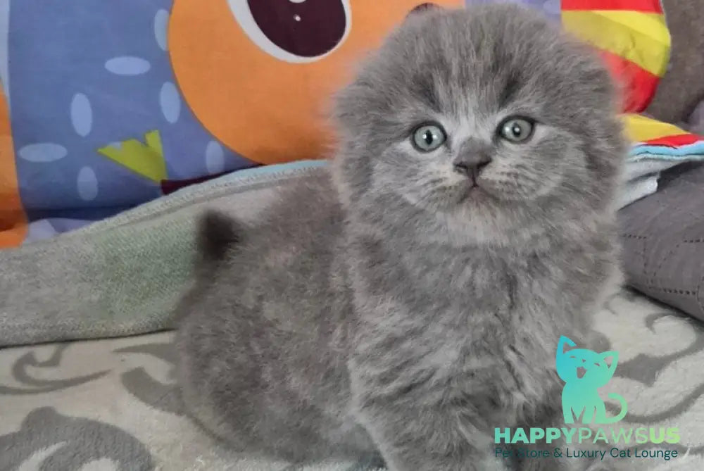 Olly Scottish Fold female blue - live animals