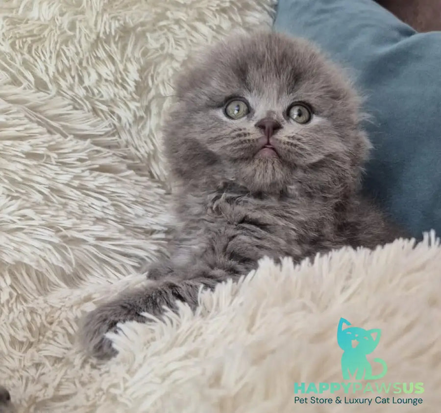 Olly Scottish Fold female blue - live animals