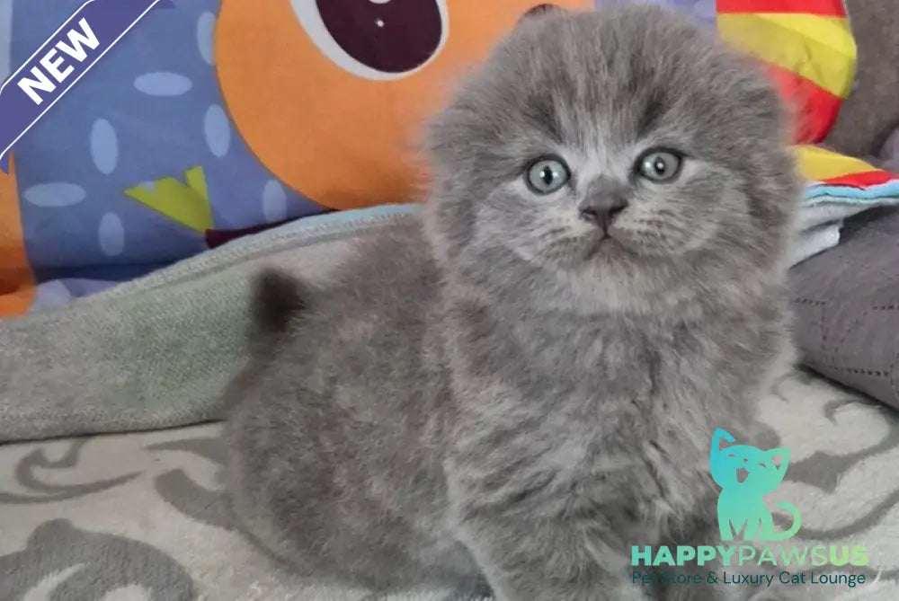 Olly Scottish Fold female blue - live animals