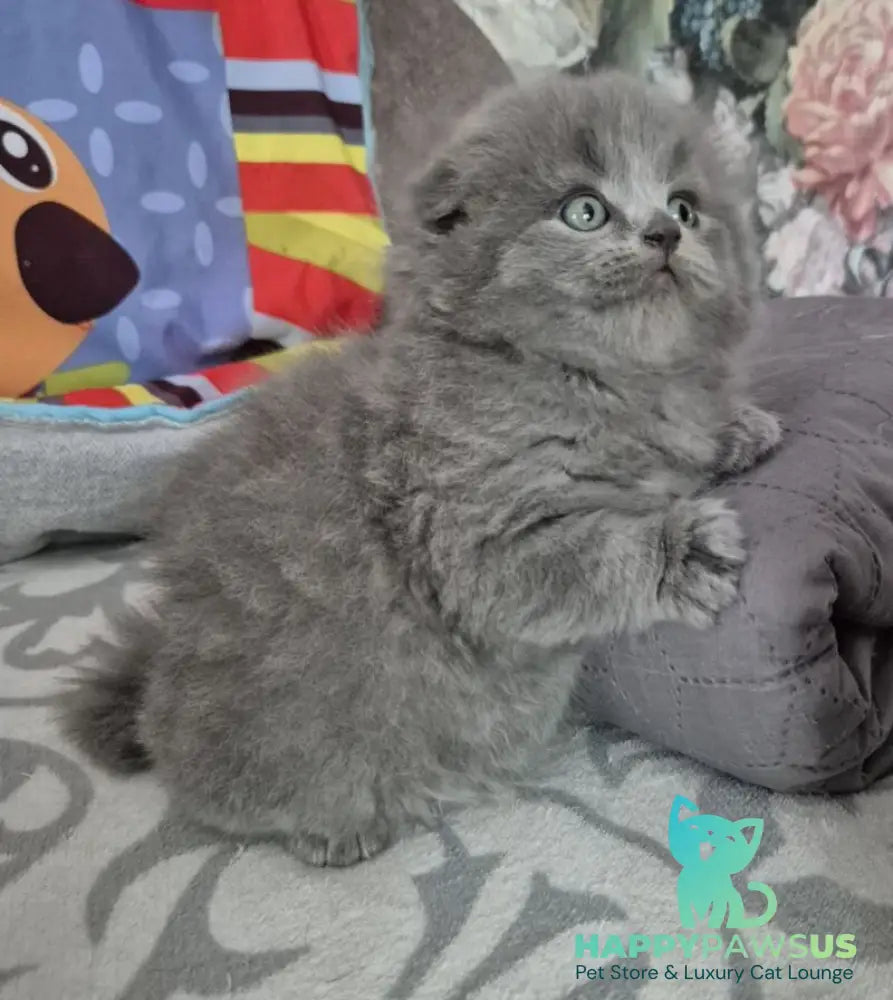 Olly Scottish Fold female blue - live animals