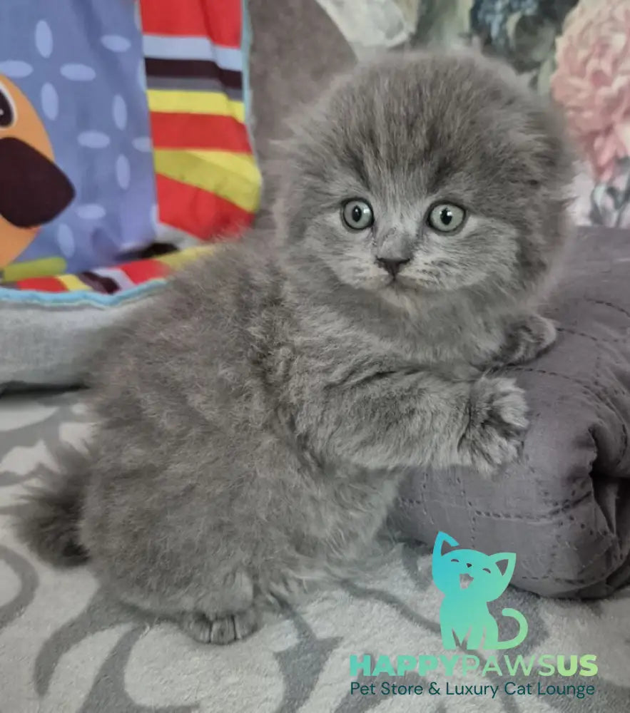 Olly Scottish Fold female blue - live animals