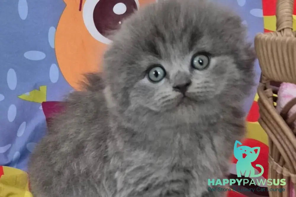Olly Scottish Fold female blue - live animals