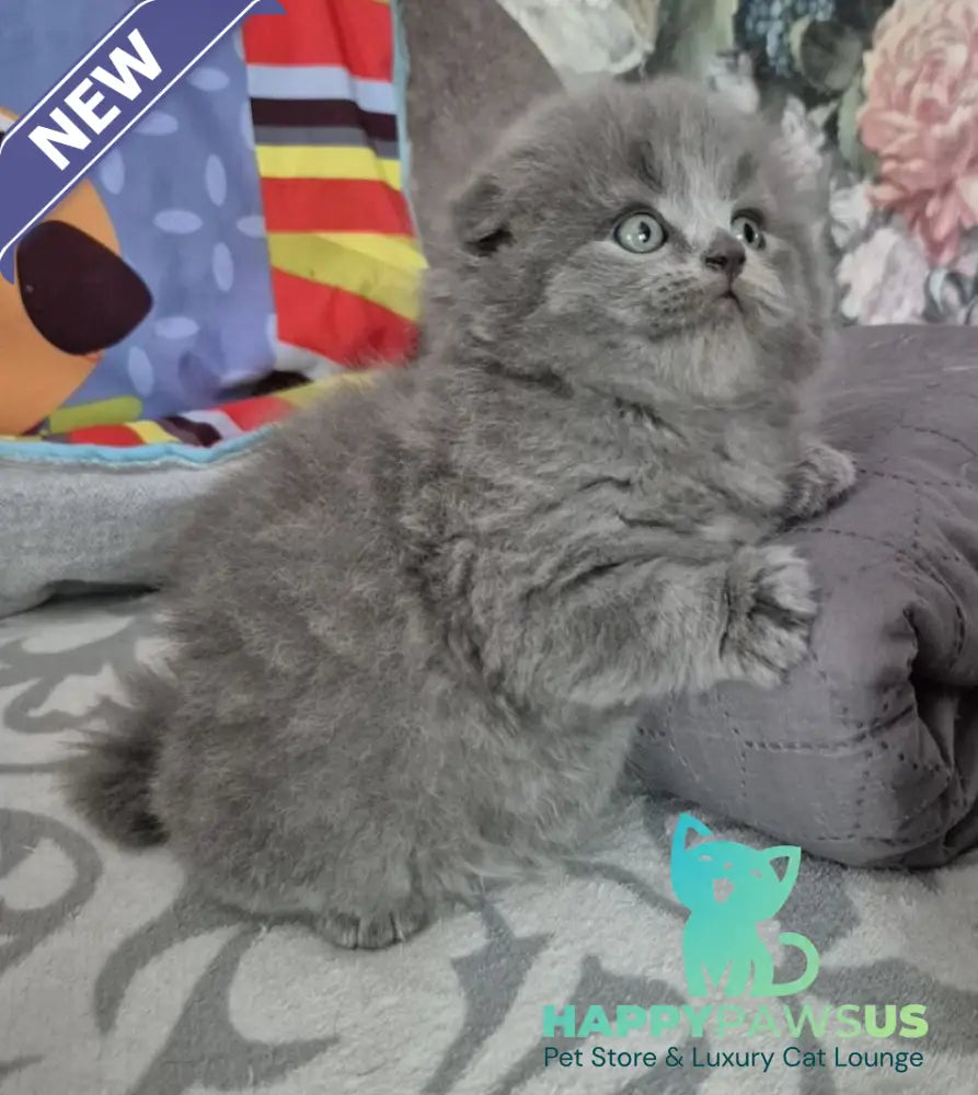 Olly Scottish Fold female blue - live animals