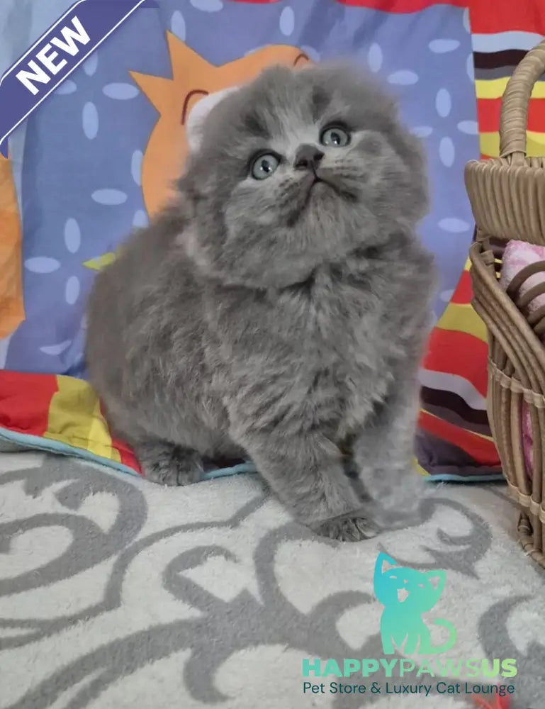 Olly Scottish Fold female blue - live animals