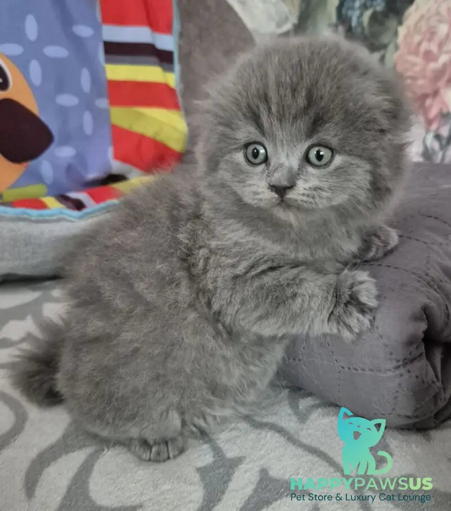 Olly Scottish Fold female blue - live animals