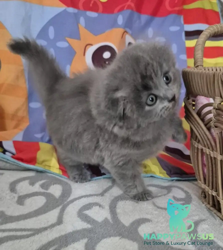 Olly Scottish Fold female blue - live animals