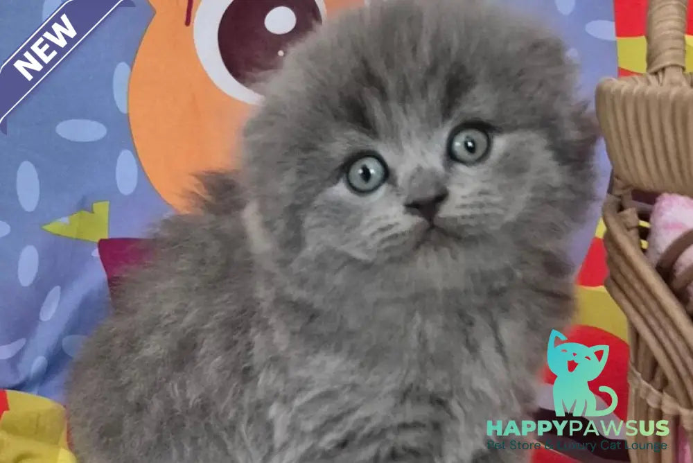 Olly Scottish Fold female blue - live animals