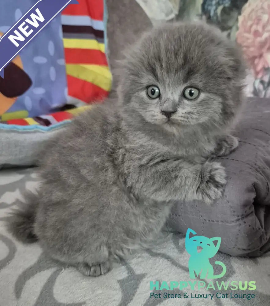 Olly Scottish Fold female blue - live animals