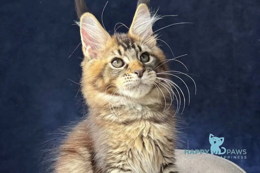 Olris Maine Coon male black ticked tabby - live animals
