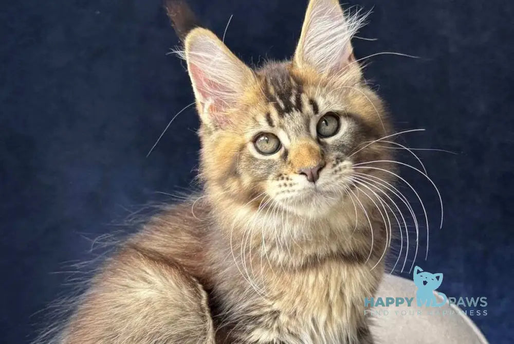 Olris Maine Coon male black ticked tabby - live animals