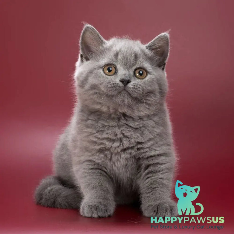 Olwen British Shorthair female blue - live animals