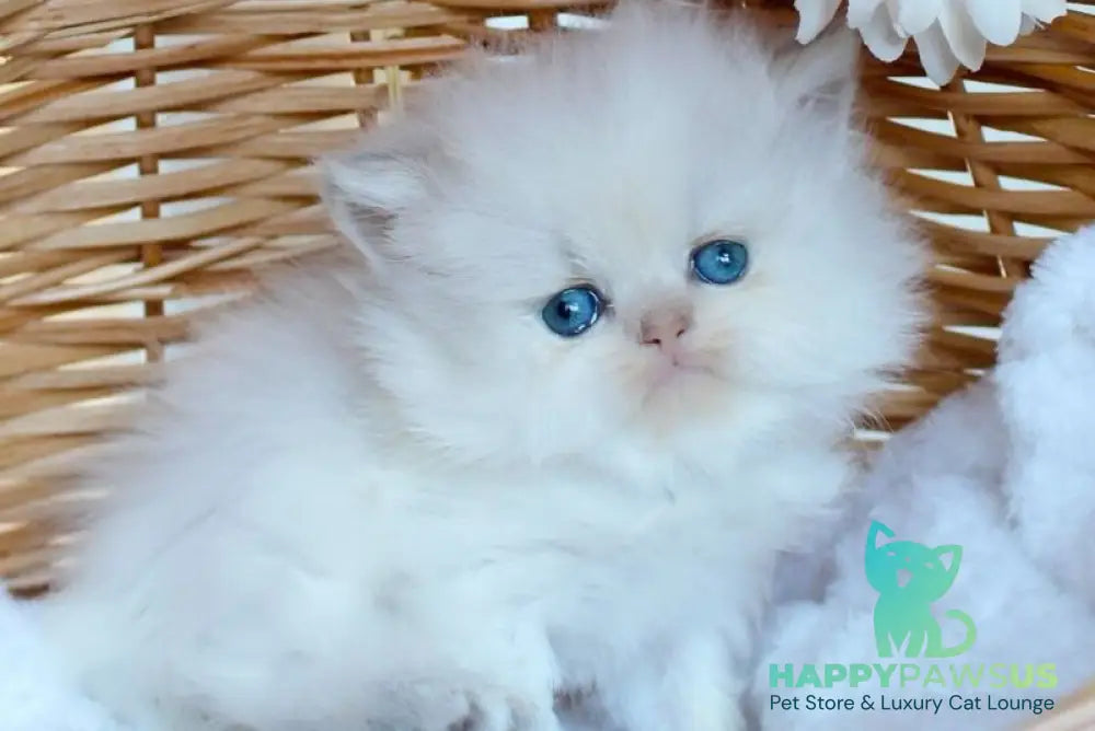Olympia British Longhair female blue pointed - live animals