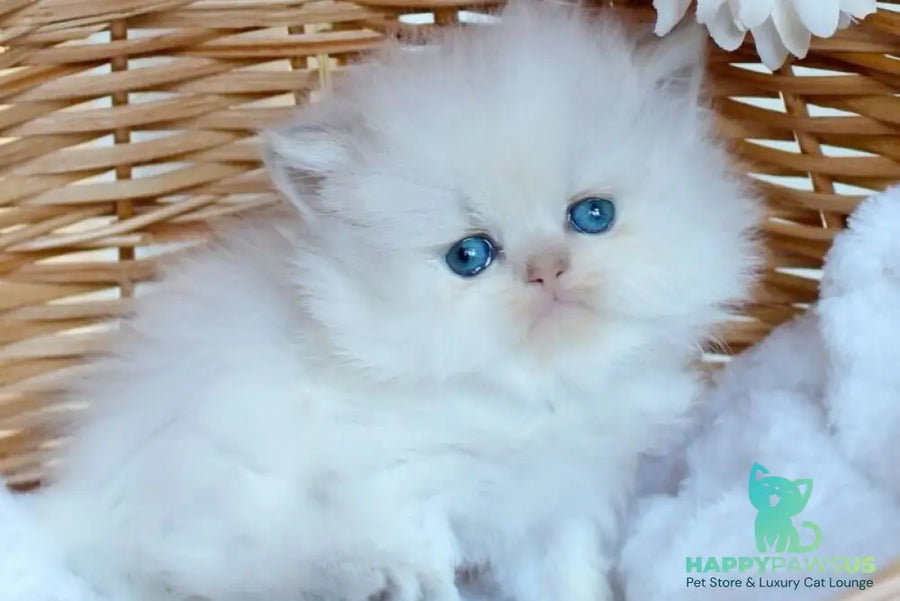 Olympia British Longhair female blue pointed - live animals