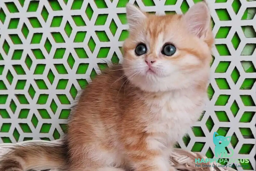 Olympia British Shorthair female black golden tabby - live animals