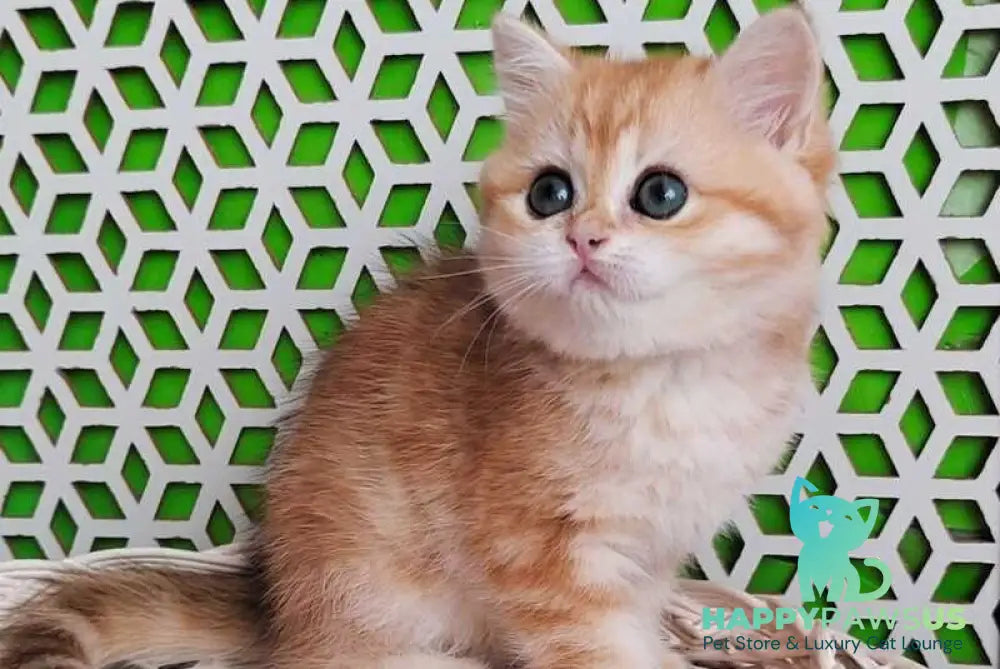 Olympia British Shorthair female black golden tabby - live animals