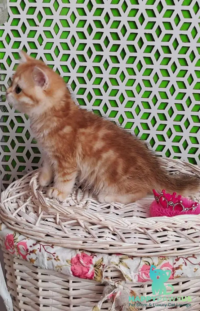Olympia British Shorthair female black golden tabby - live animals