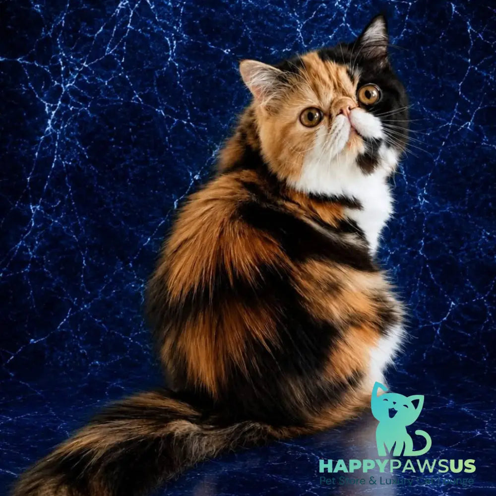 Olympia Persian female black tortie bicolour - live animals