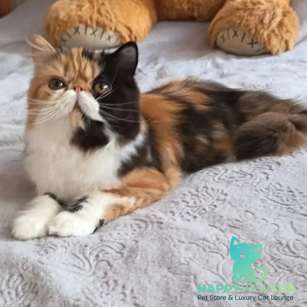 Olympia Persian female black tortie bicolour - live animals