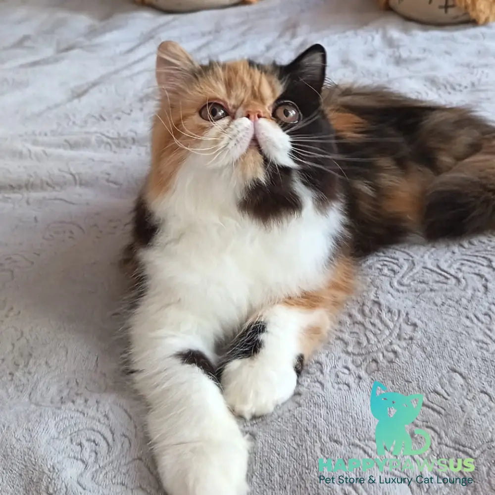 Olympia Persian female black tortie bicolour - live animals