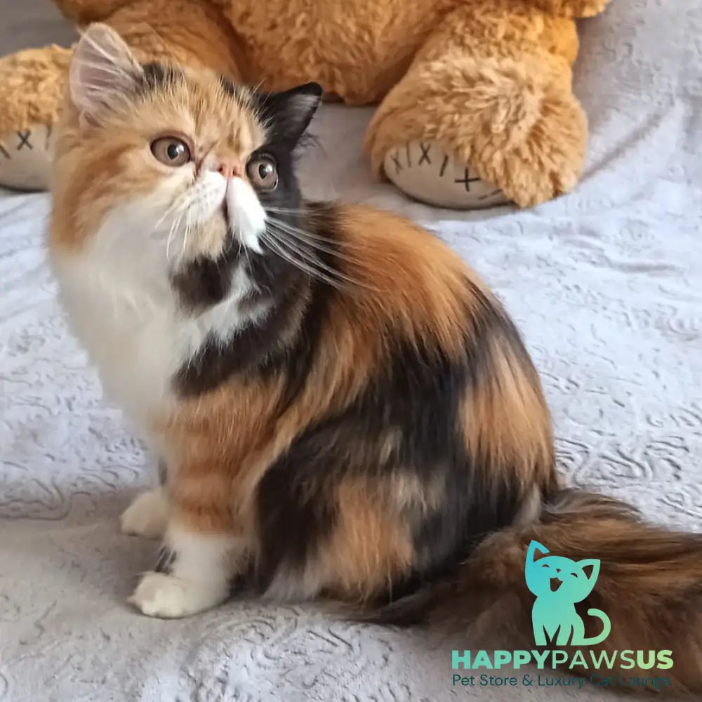 Olympia Persian female black tortie bicolour - live animals