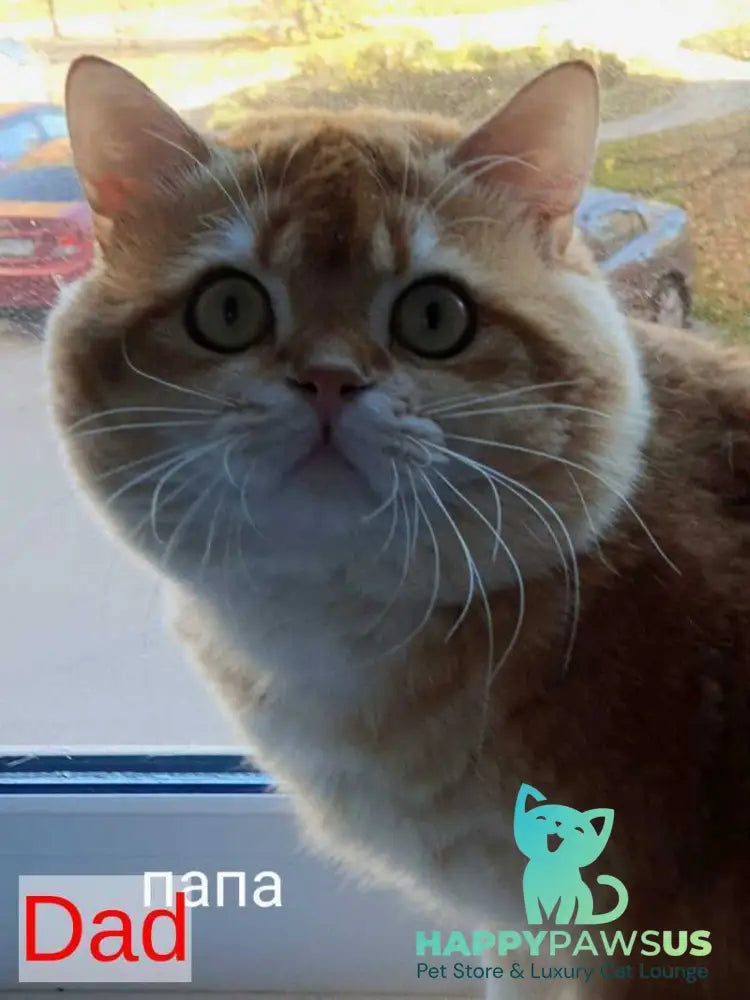 Olympic Scottish Fold male red ticked tabby - live animals
