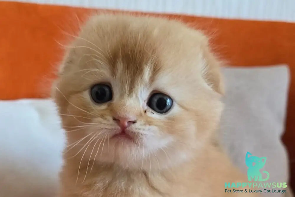 Olympic Scottish Fold male red ticked tabby - live animals