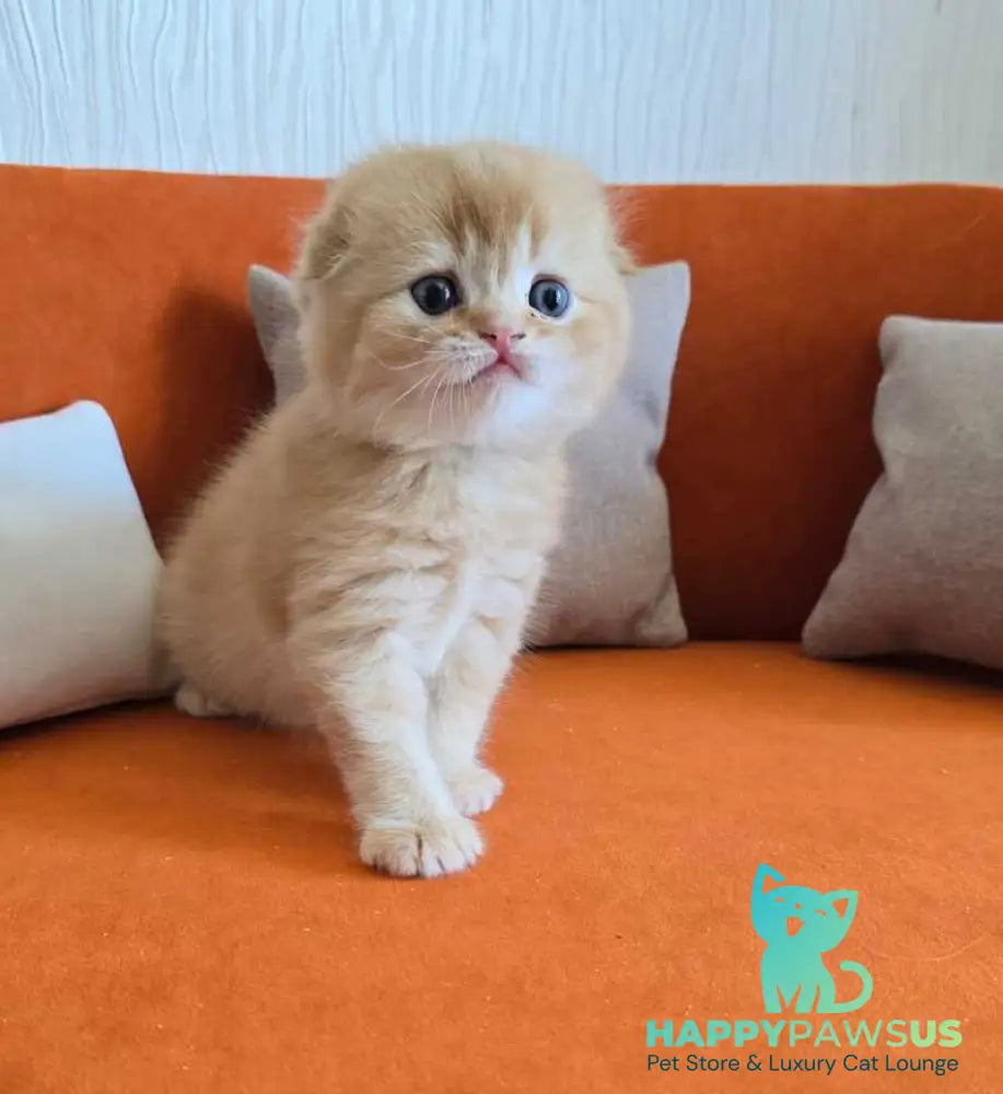 Olympic Scottish Fold male red ticked tabby - live animals