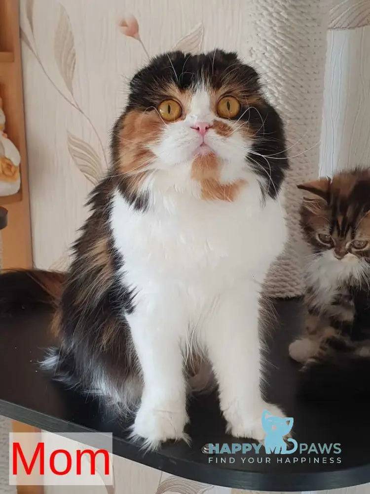 Olympic Scottish Fold male red ticked tabby - live animals