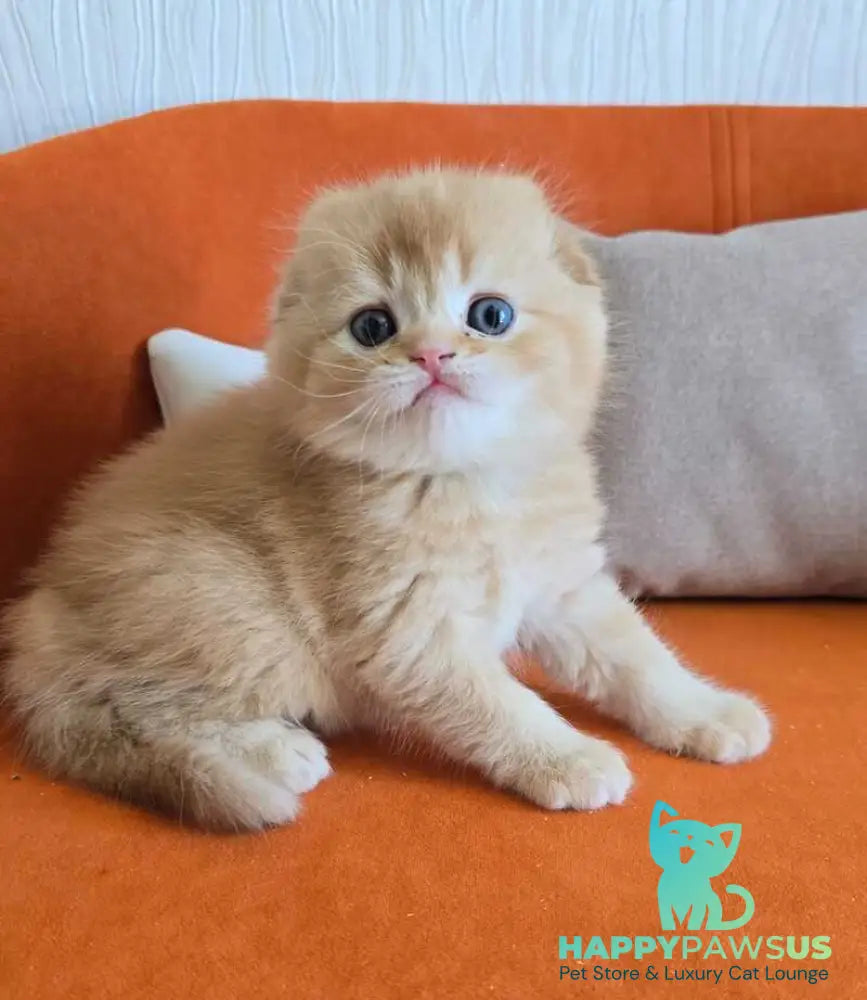 Olympic Scottish Fold male red ticked tabby - live animals