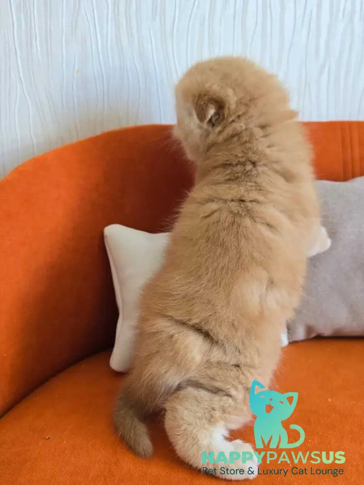 Olympic Scottish Fold male red ticked tabby - live animals