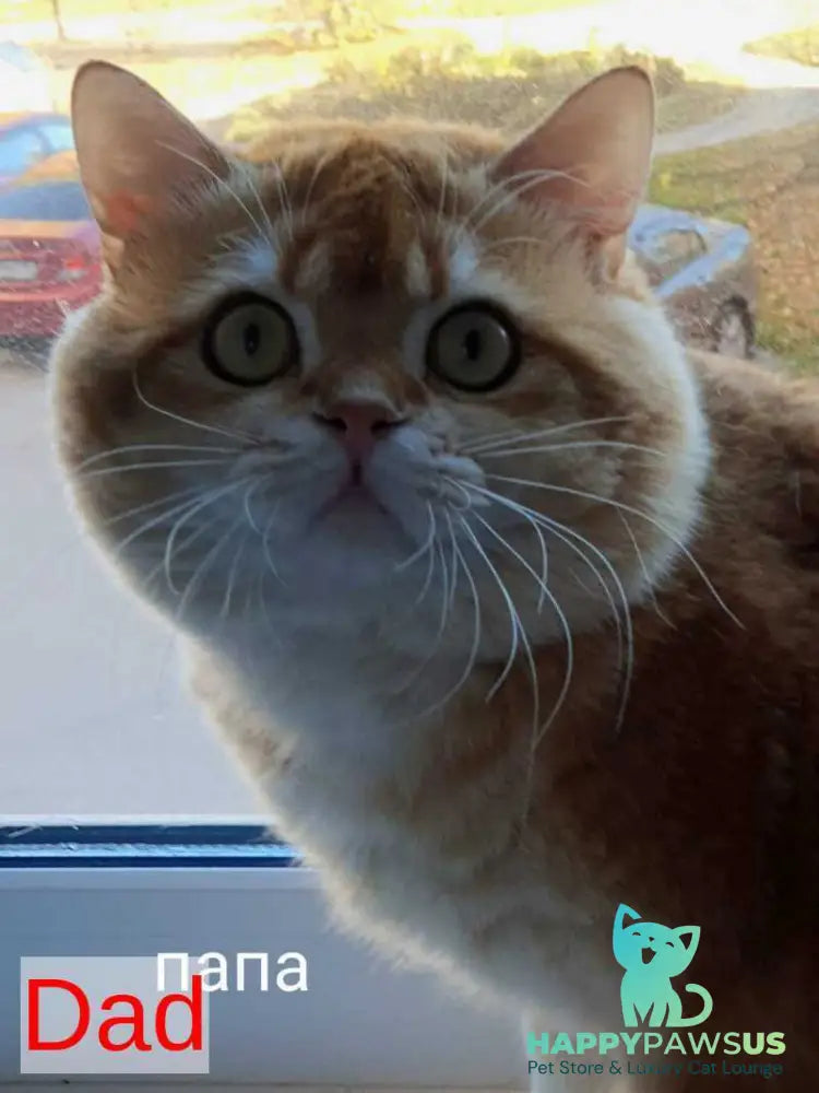 Olympic Scottish Fold male red ticked tabby - live animals
