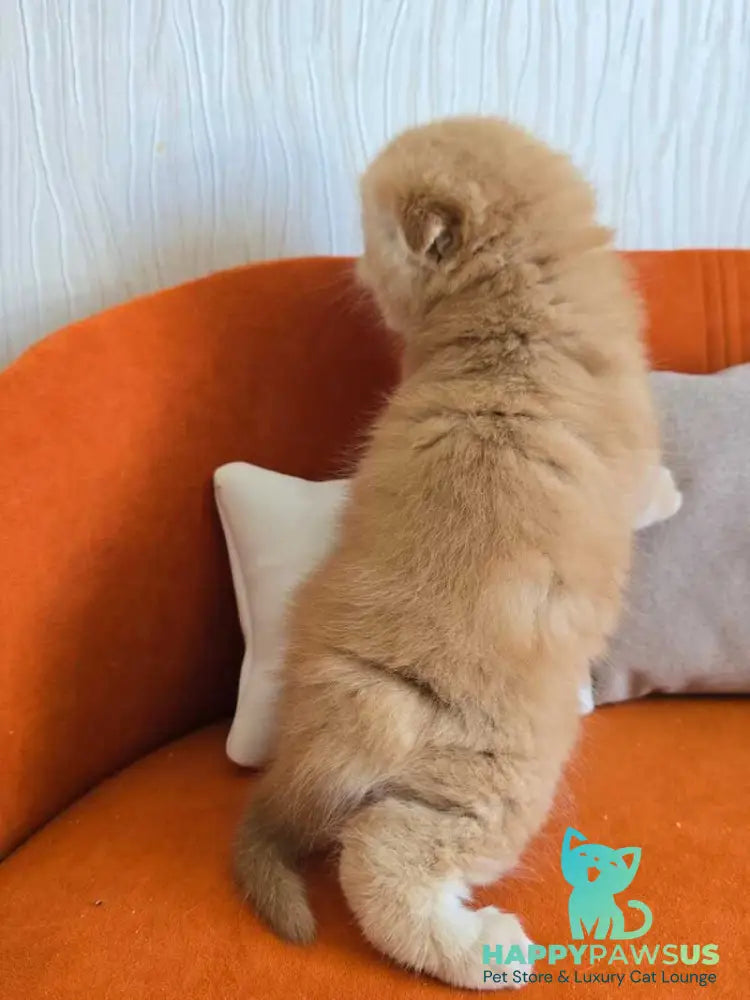 Olympic Scottish Fold male red ticked tabby - live animals