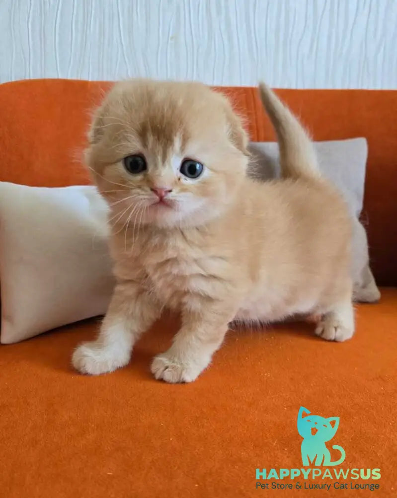 Olympic Scottish Fold male red ticked tabby - live animals