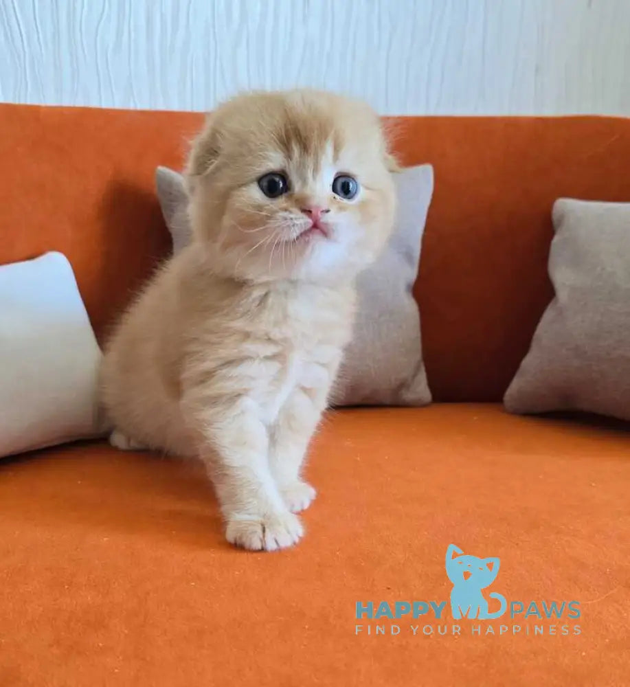 Olympic Scottish Fold male red ticked tabby - live animals